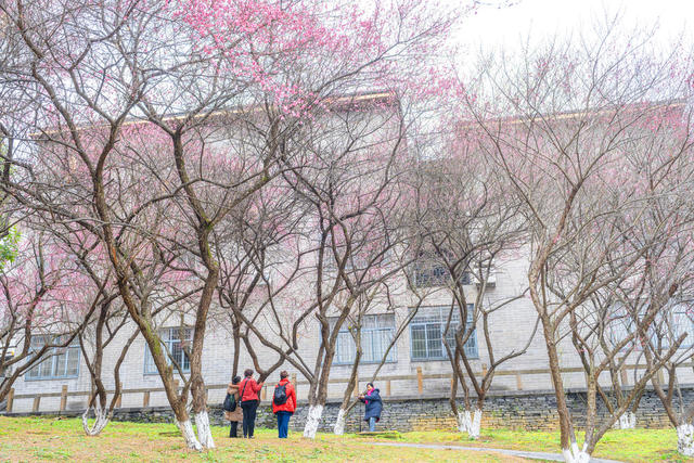 小寒节气   寒梅绽放   吉首大学