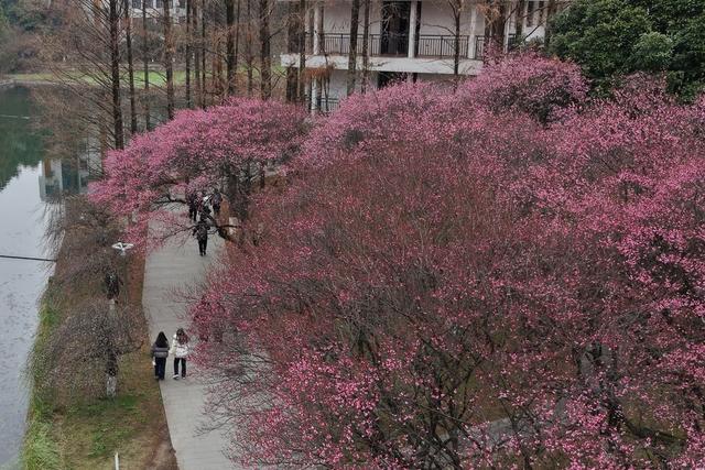 土家族 湖南 大学 苗族  吉首  人们  梅花 小寒 梅花 绽放  暗香  浮动 温暖