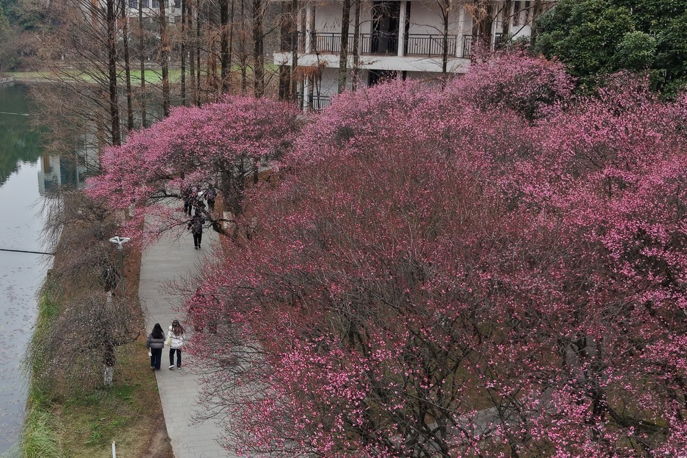 土家族 湖南 大学 苗族  吉首  人们  梅花 小寒 梅花 绽放  暗香  浮动 温暖