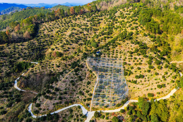 大棚 杨梅 杨梅园 寒潮 保温大棚