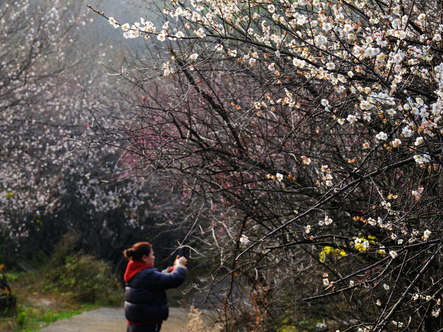 小寒至 ，早梅开