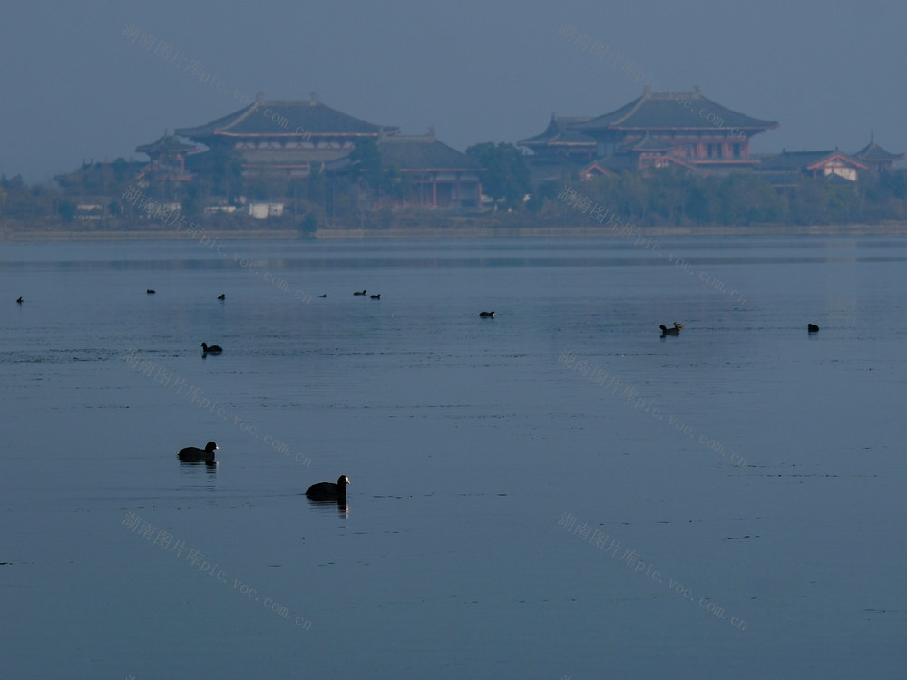 鸟类家园，松雅湖
