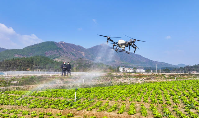 无人机  飞防 科技  蔬菜  增收