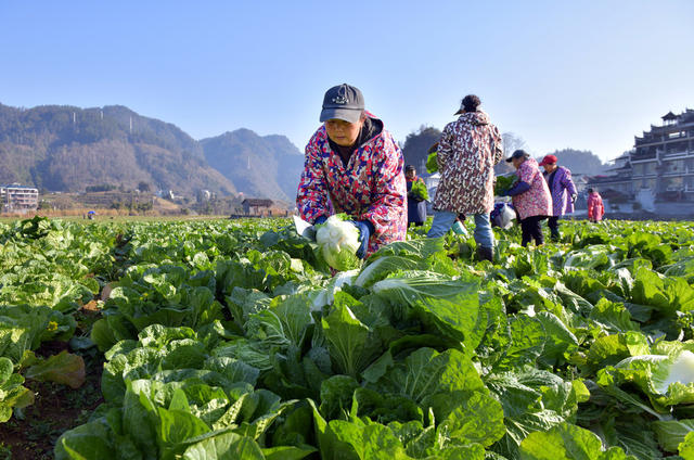 产业 蔬菜 农民 青年 公司