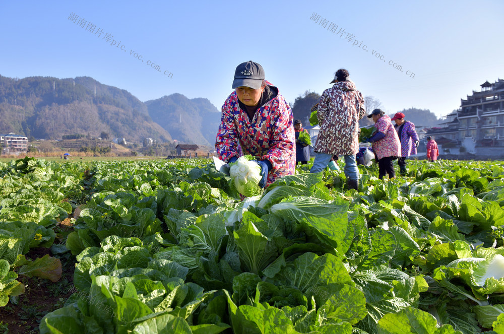 产业 蔬菜 农民 青年 公司