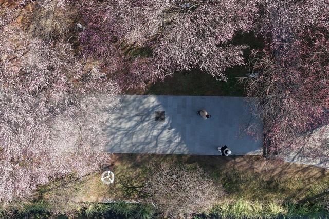 土家族 湘西 苗族 吉首 梅花 市民 盛开 春意 大学