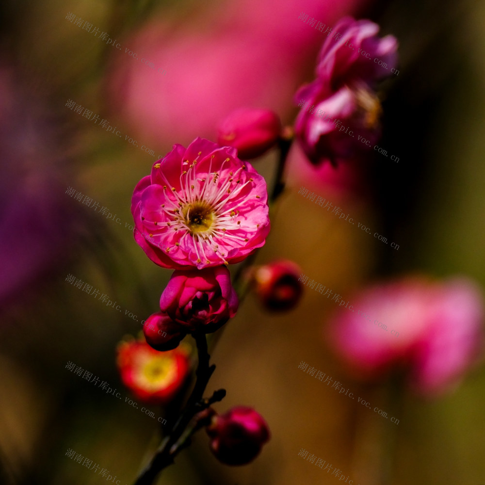 梅花开  游客至