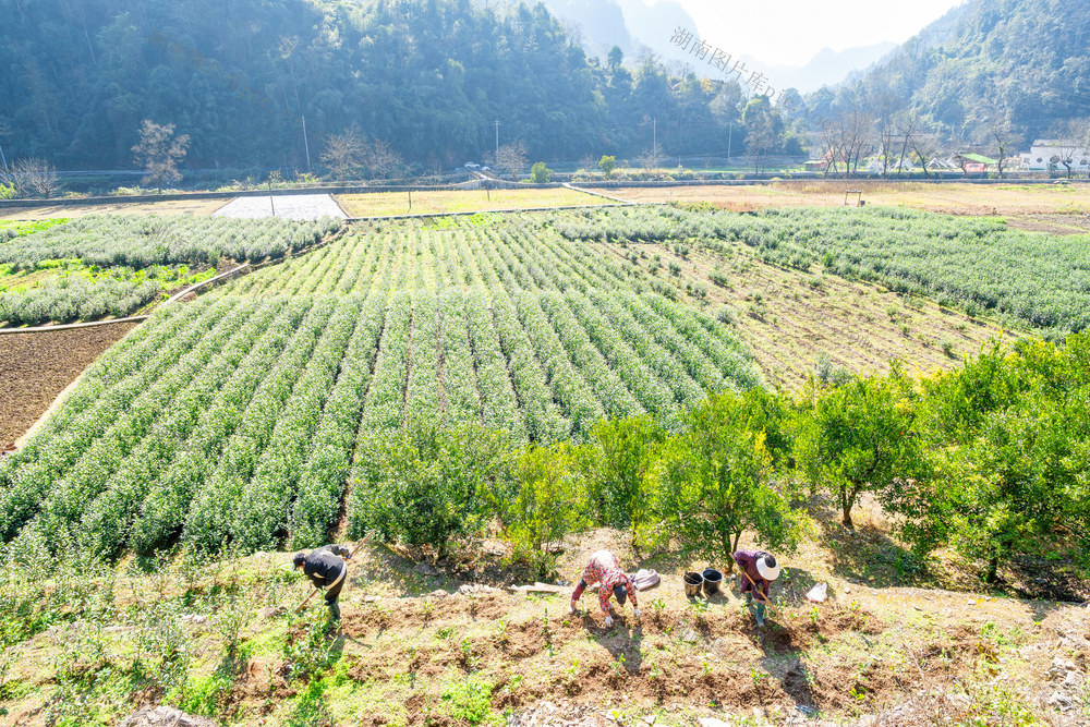湘西黄金茶   栽植新茶苗  发展绿色产业