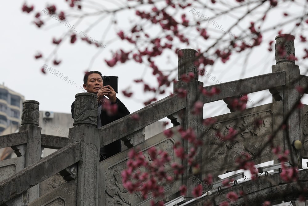 湘西 土家族 吉首 苗族 红梅 绽放 市民 赏梅 拍照 机关