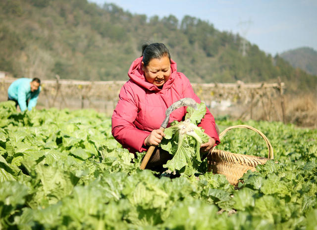 稻田 轮作 促进 农民 增收