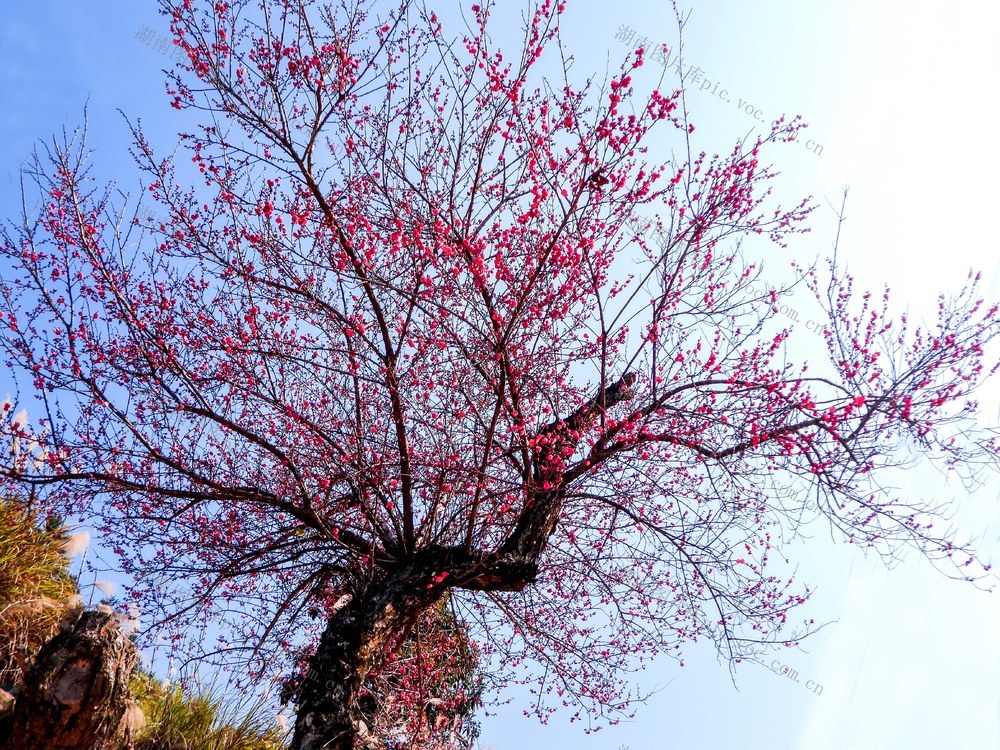 百年 梅花 老树 花 竞相 绽放 增添 暖意