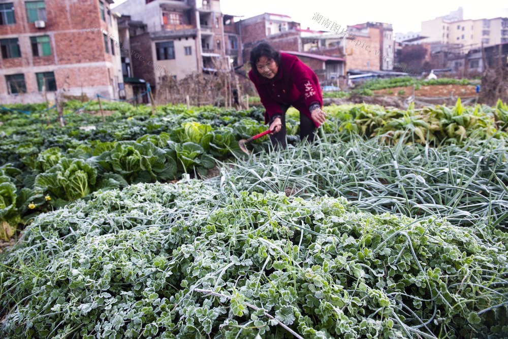 霜，诗词  味道美  菜农