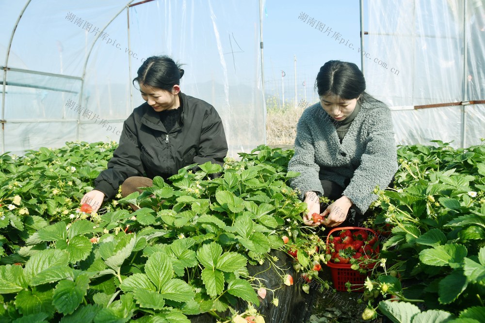 草莓飘香引客来