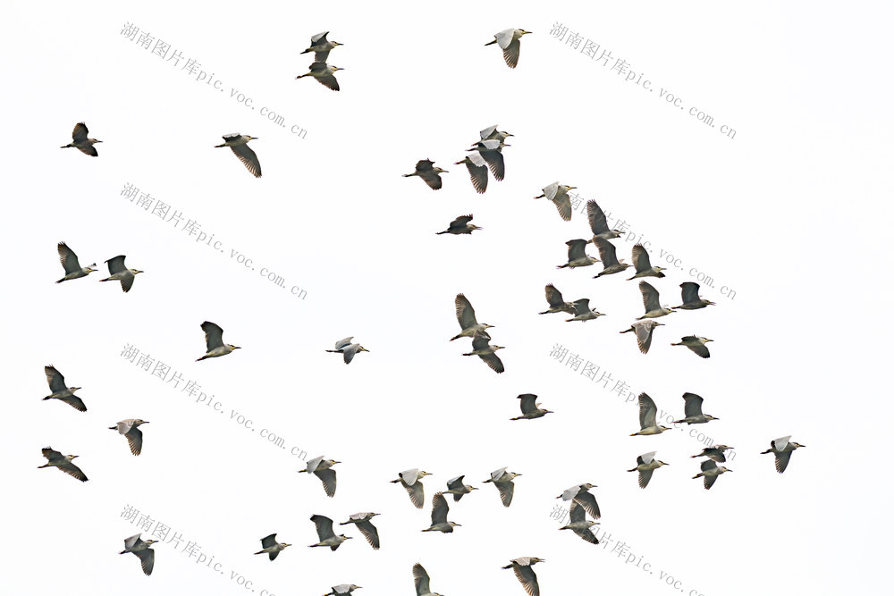 湿地公园，珍稀候鸟。