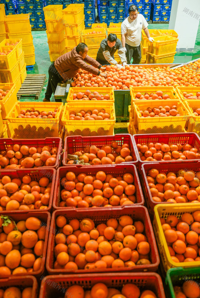 湖南道县：脐橙加工忙