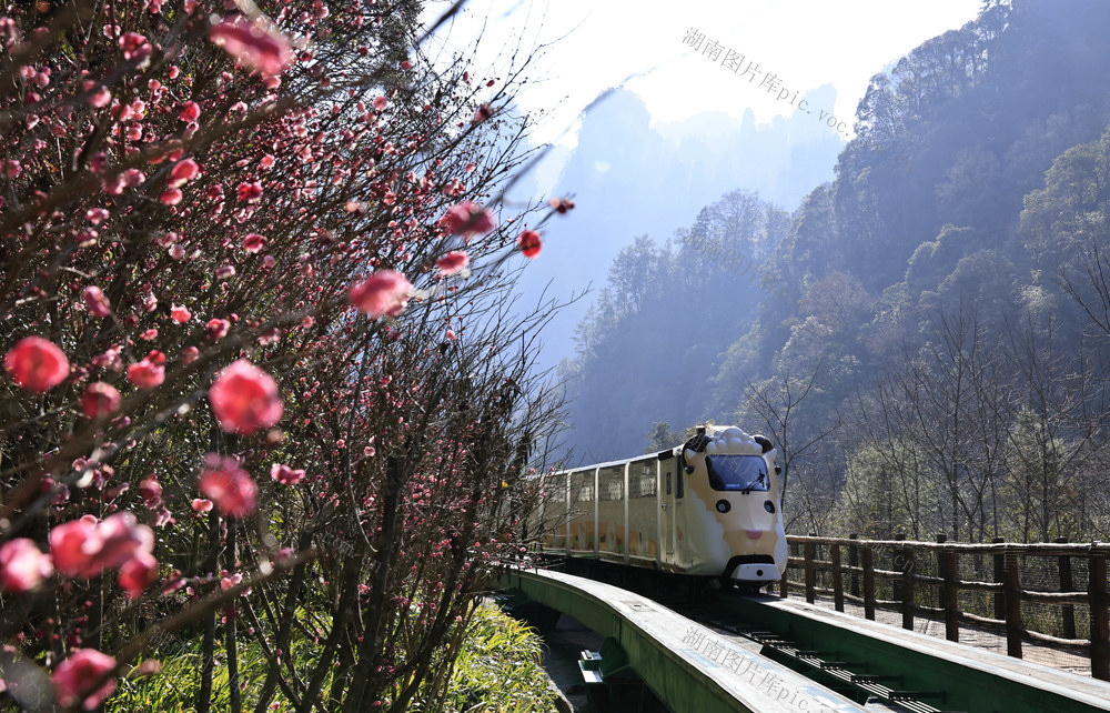 张家界 梅花 十里画廊 旅游