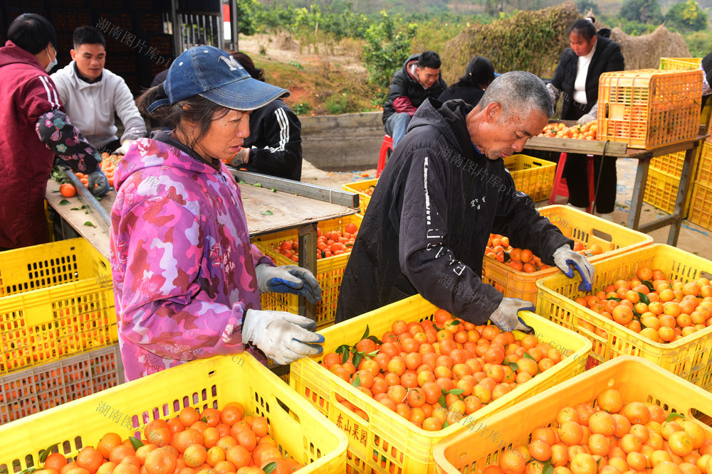 嘉禾：砂糖橘丰收上市