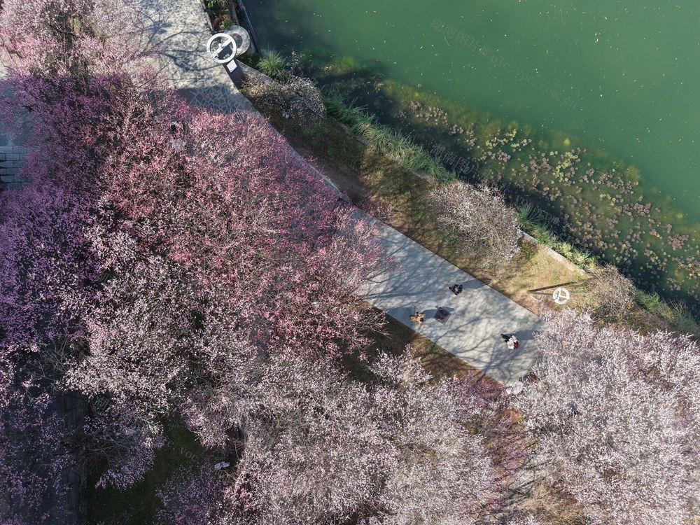 土家族 湖南 苗族 湘西 大学 吉首 红梅 吐蕊 迎春