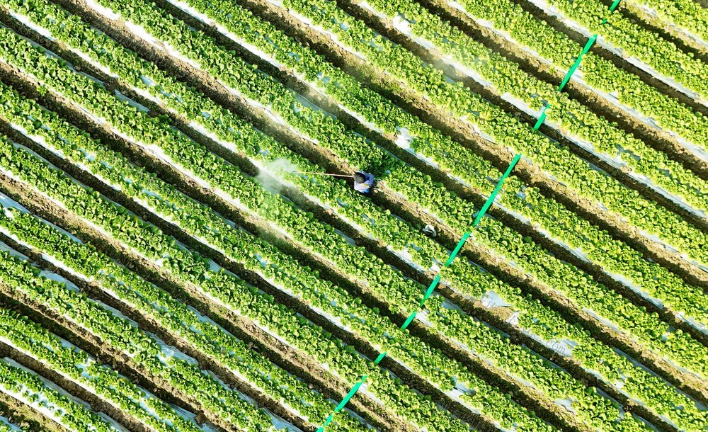  冬日管护蔬菜忙