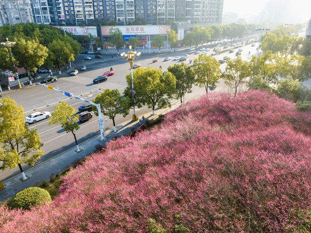 梅花