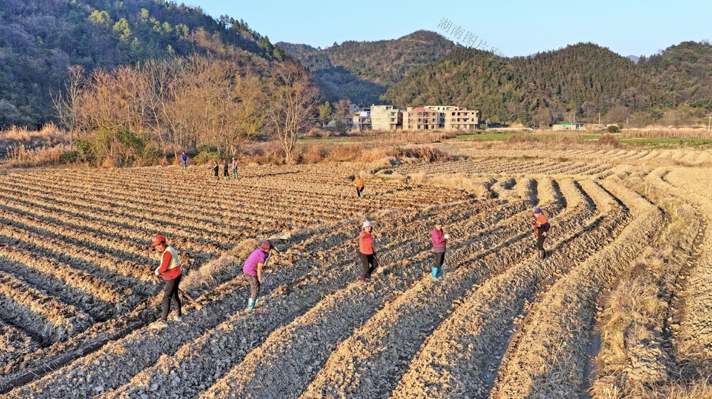 常宁  庙前  冬种  生产