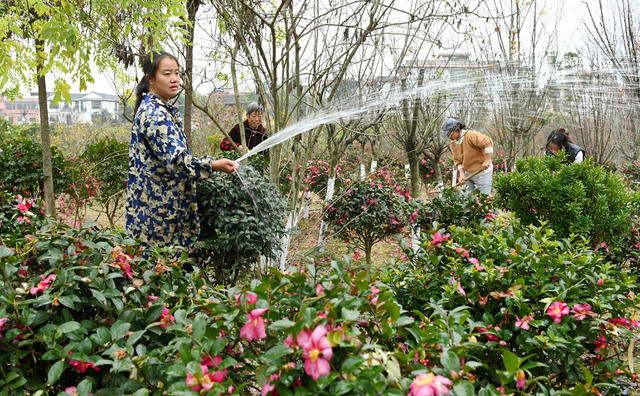花卉,,花卉市场,,春节,,年宵花,,种植,基地,管护,浇水,修剪,花农,生产,农村