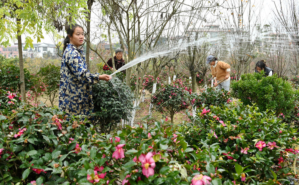 花卉,,花卉市场,,春节,,年宵花,,种植,基地,管护,浇水,修剪,花农,生产,农村