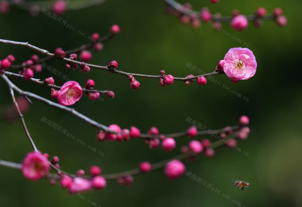 梅花 开放 飘香
