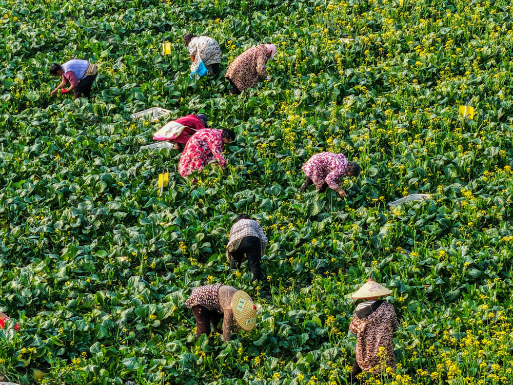 2026年1月17日，菜农在湖南省永州市道县原地正禾农场采收蔬菜。蒋克青摄影