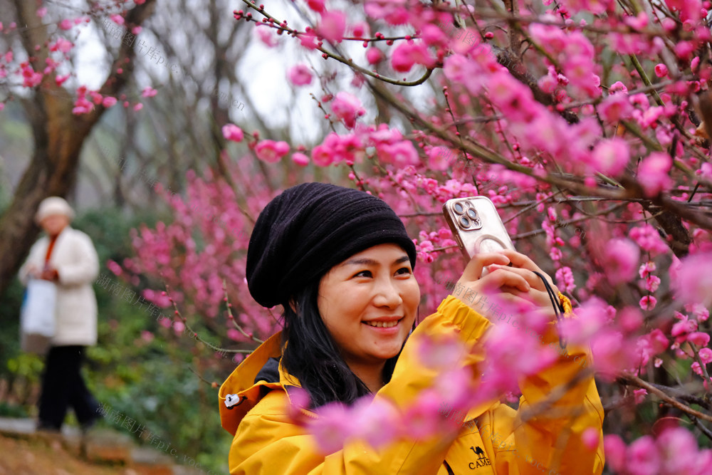 梅花绽放，湖南省植物园