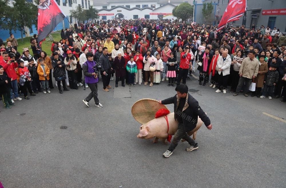杀年猪 杀猪宴 邬辣妈 民俗活动