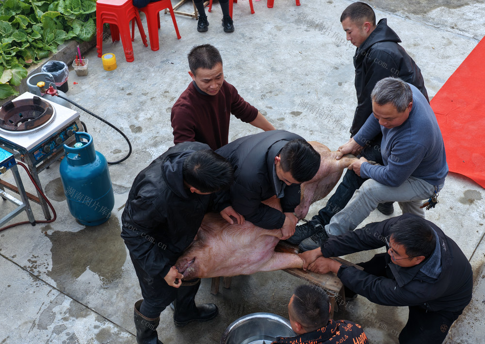 湖南桂东 年味 “年猪宴” 乡愁  杀年猪