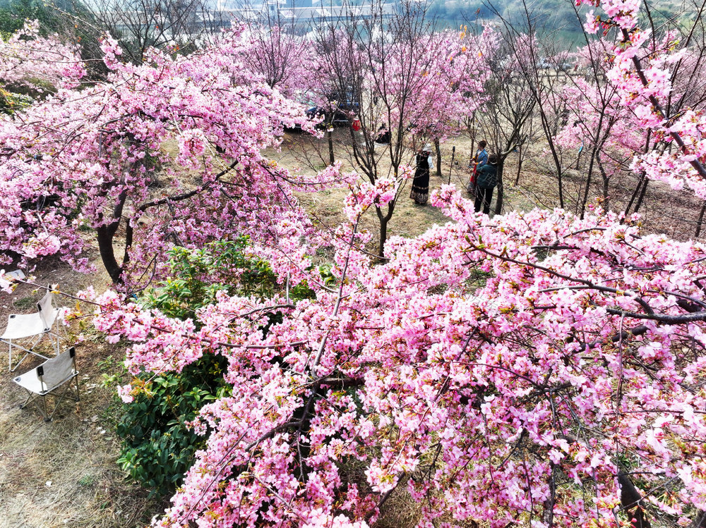 气候  冬日  暖阳  樱花  游客