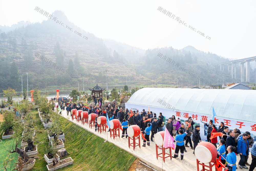 武陵山区金弹子博览园   湘西金弹子产业   集群化规模化发展
