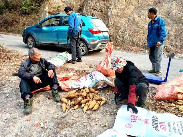 冬笋  笋农 创收