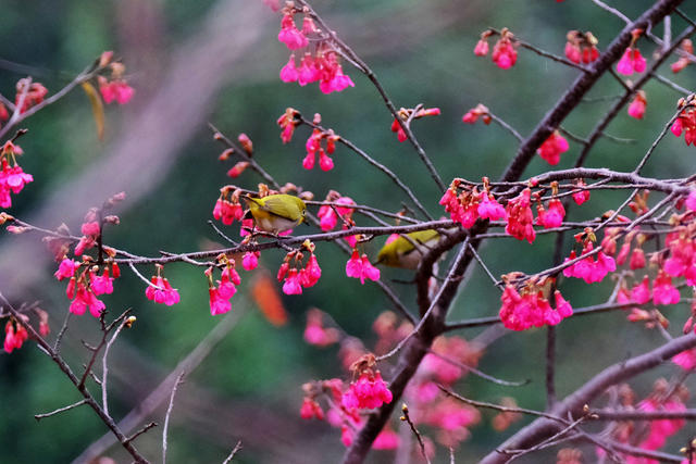 早樱花开