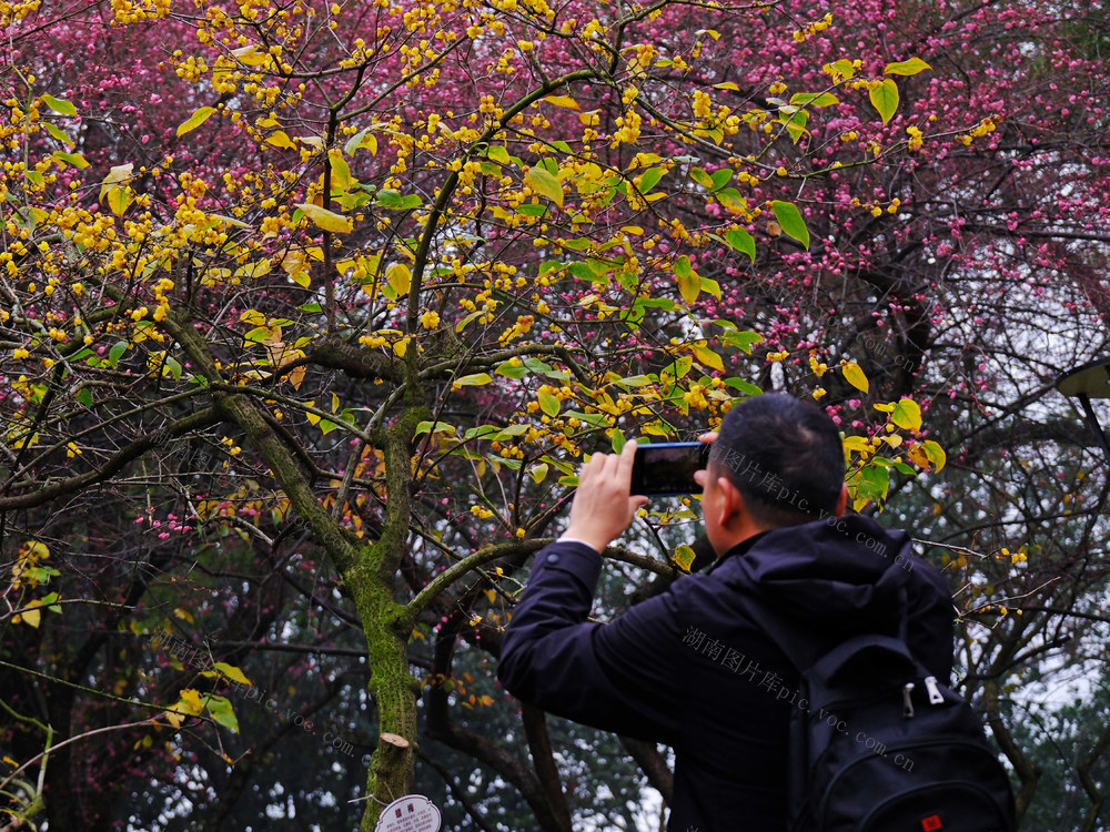 蜡梅绽放，橘子洲景区