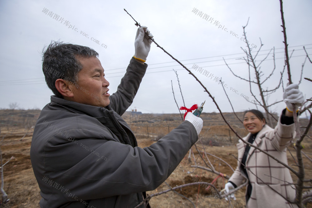 果树，苹果，剪枝，补栽，施肥，冬季管理，生态农业，特色种植，农业技术，林业技术，糖心苹果，冬闲，冬忙，林州，红旗渠