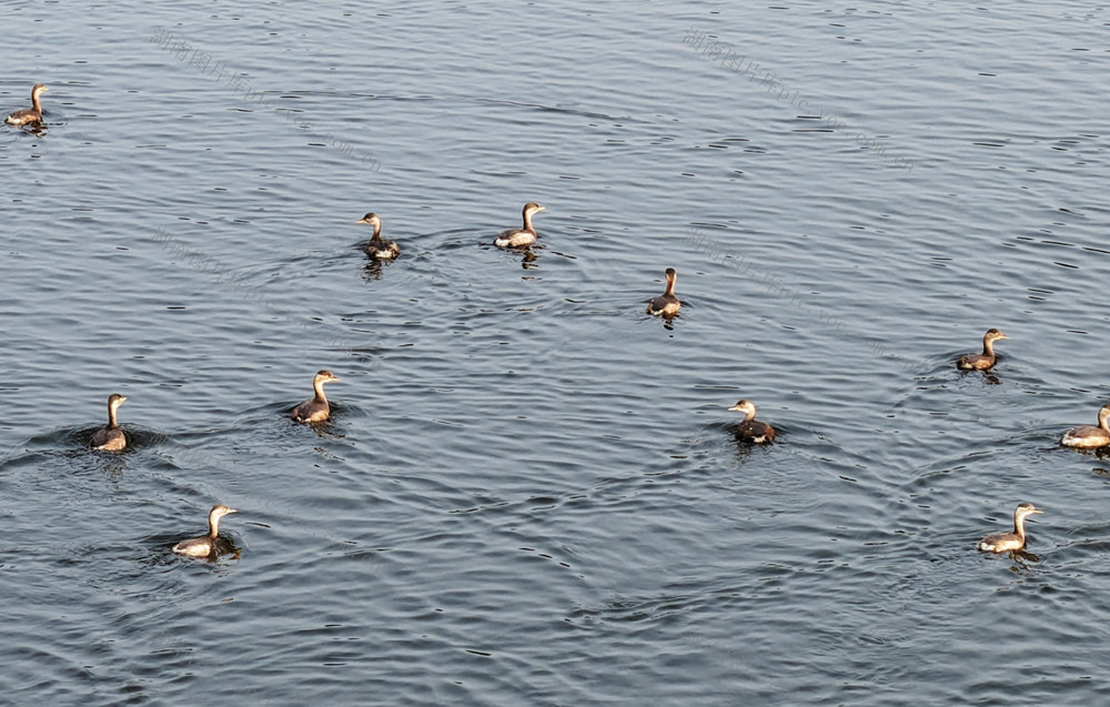 嘉禾：河畔生态美 水鸟翩翩来