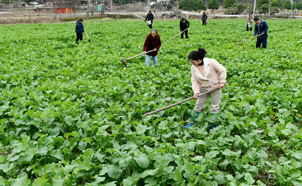 大寒，节气，油菜，农时，除草，田间管理，农事，作业，农忙，农民 冬管，油菜地