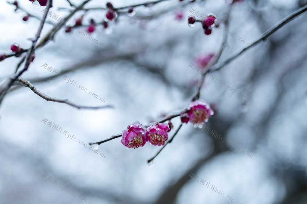 娄底 大寒 梅花 雪景