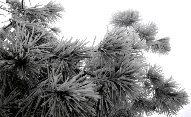 雾凇  崀山 奇观