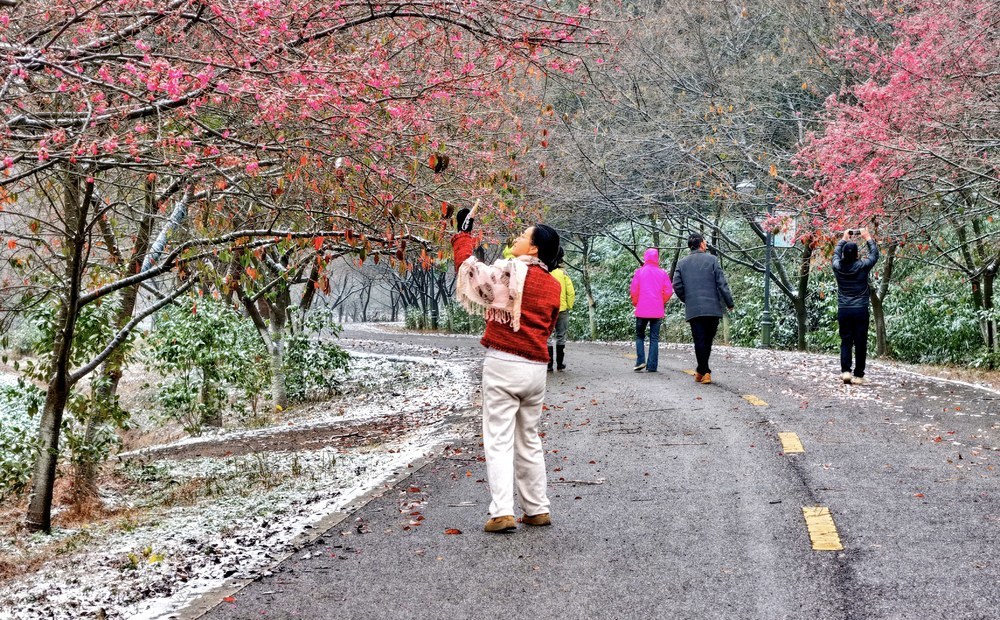 常宁  樱花园  樱花  美景