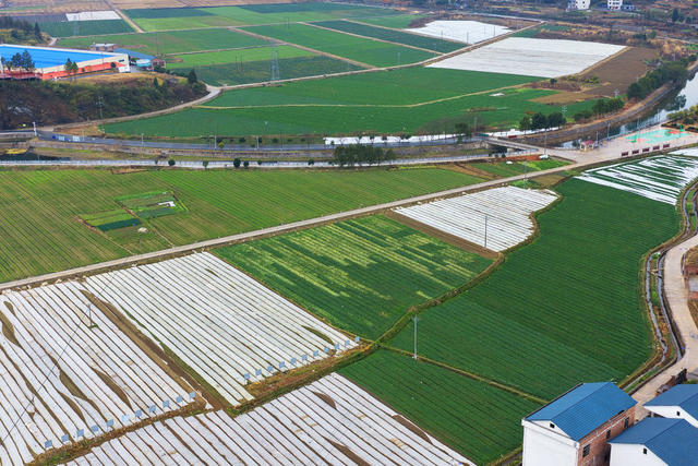 新田：蔬菜防寒助增收