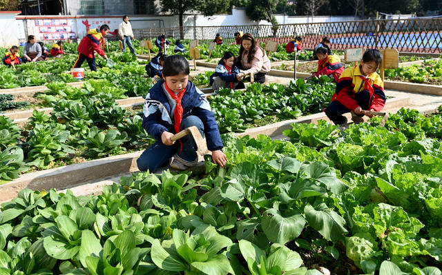校园农场 劳动 实践 学校 教育 基地 劳作 菜地 学生 农耕文化 蔬菜