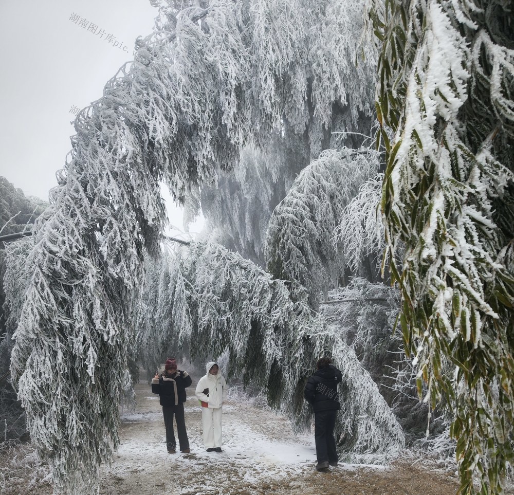 丰年树下享“清凉”
