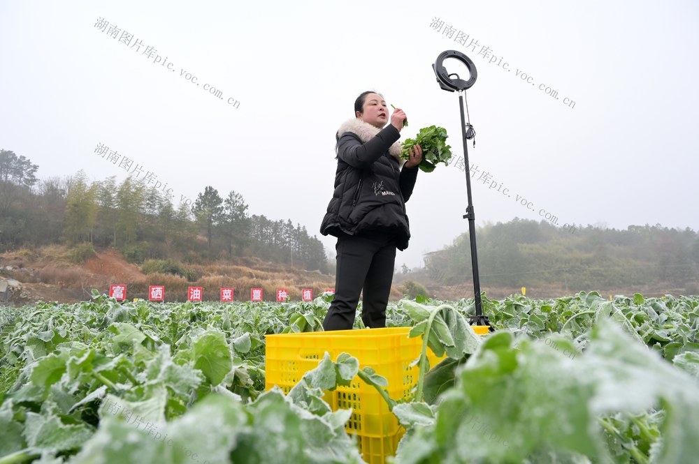 油菜 菜苔  蔬菜  乡村振兴  致富  电商