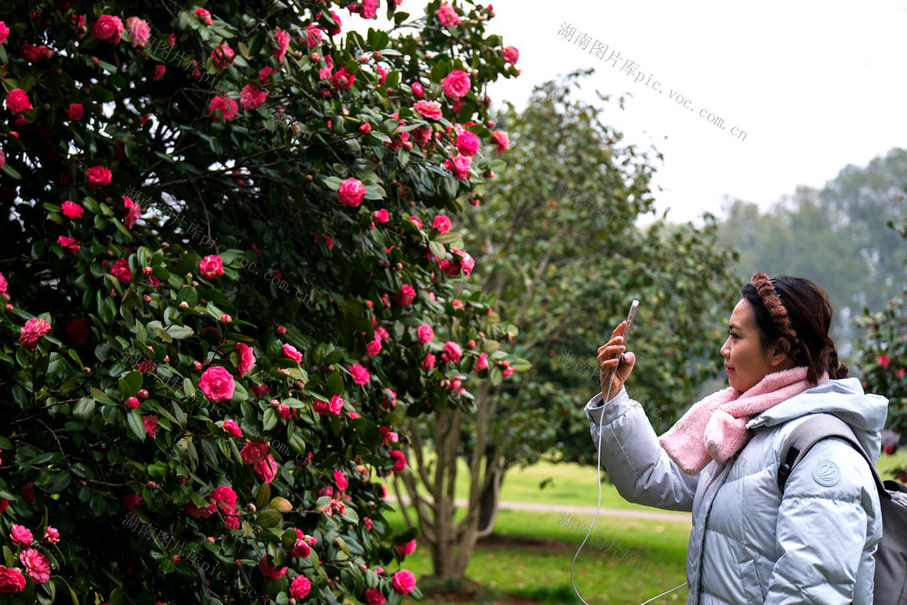 茶花绽放，橘子洲景区