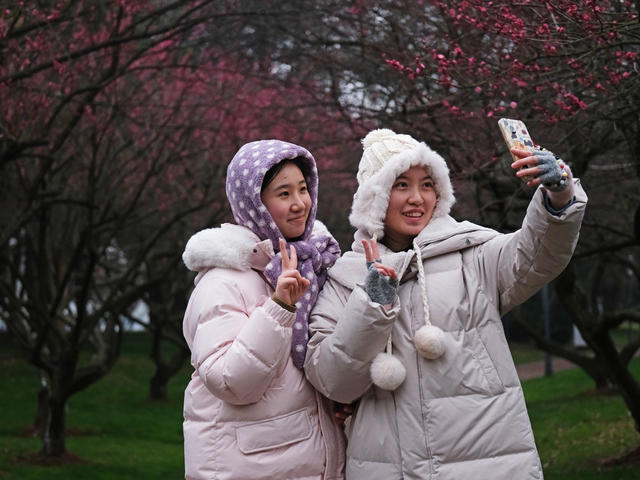 梅花绽放，橘子洲景区