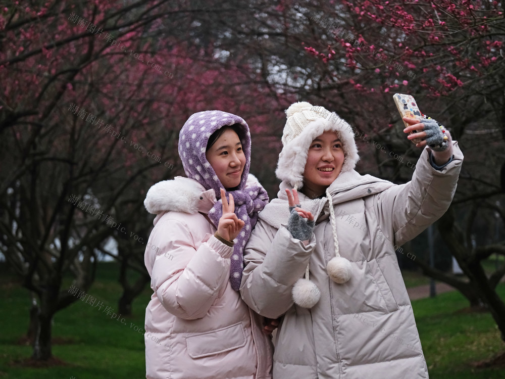 梅花绽放，橘子洲景区